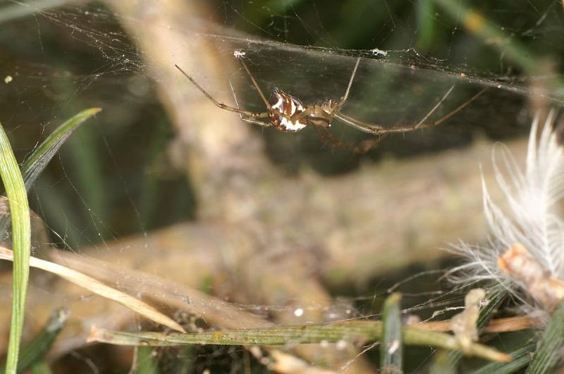 Linyphia_triangularis_D7488_Z_89_NP De Hoge Veluwe_Nederland.jpg